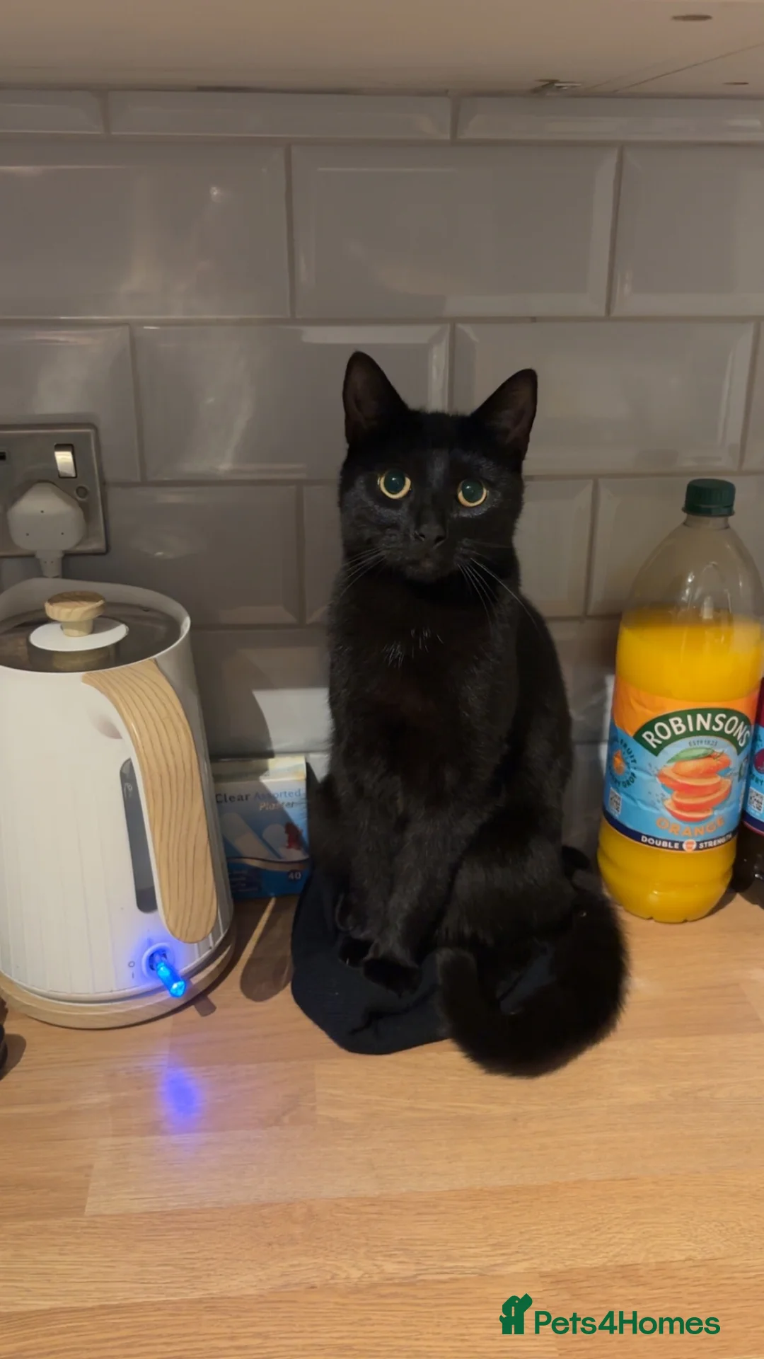 Mixed Breed cats for sale: 2 black cats for sale  - Advert 2