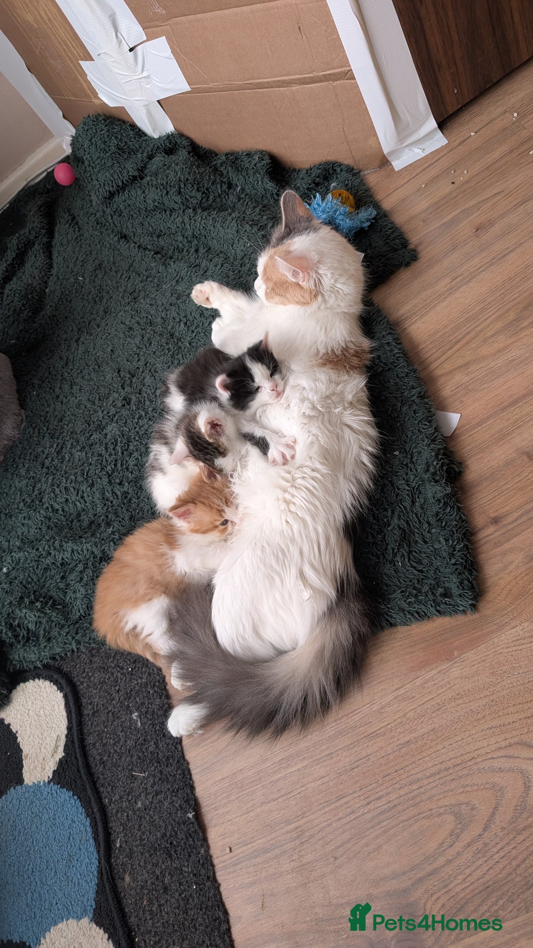 Maine Coon cats for sale: 3 Beautiful Maine coon kittens for sale  😍 - Advert 3