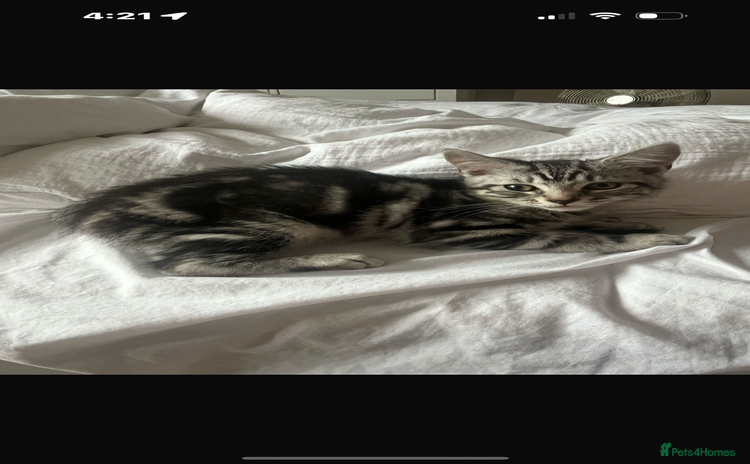 Mixed Breed cats - Advert 15