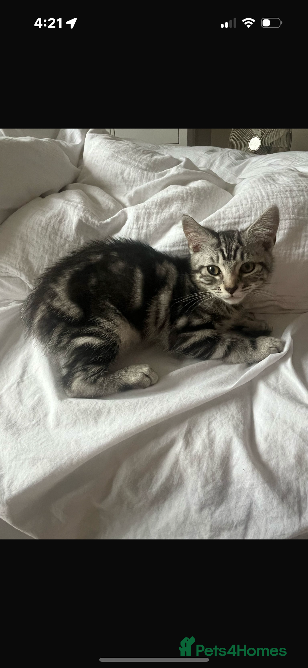 Mixed Breed cats for sale: Mixed breed grey kittens  - Image 1
