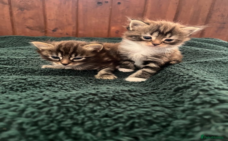 Mixed Breed cats - Advert 2