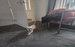 Chihuahua dogs for sale: Chiwawa pup  - Image 3
