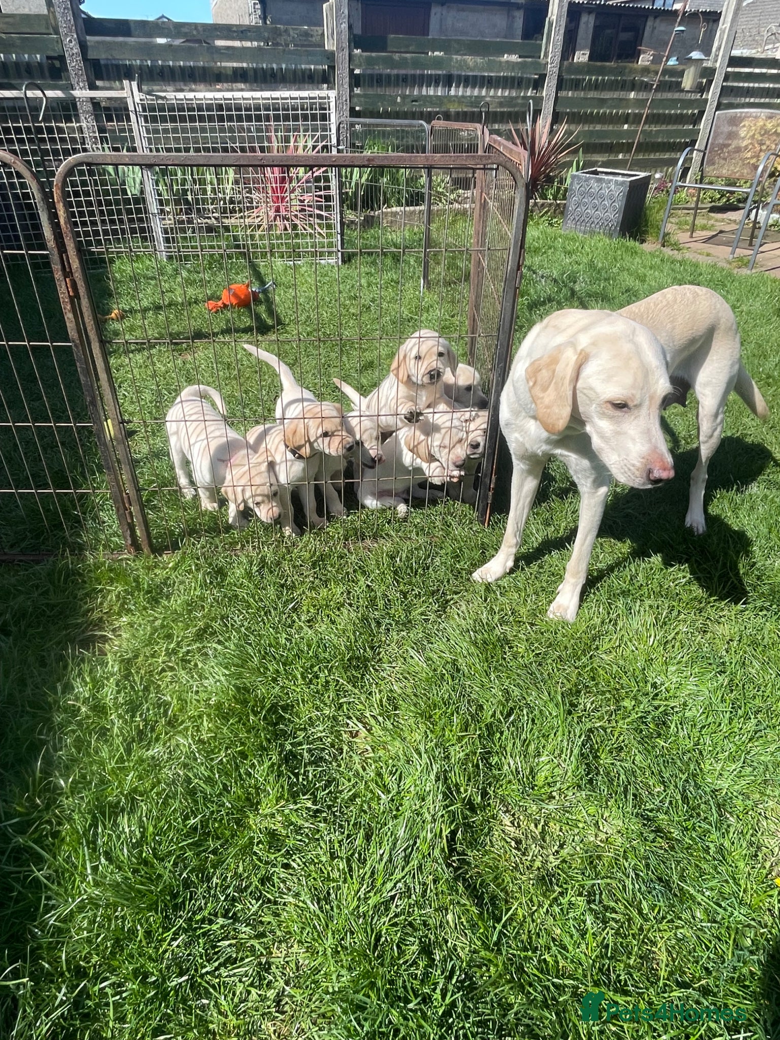 Labrador Retriever dogs 3 Yellow boys   - Advert 2