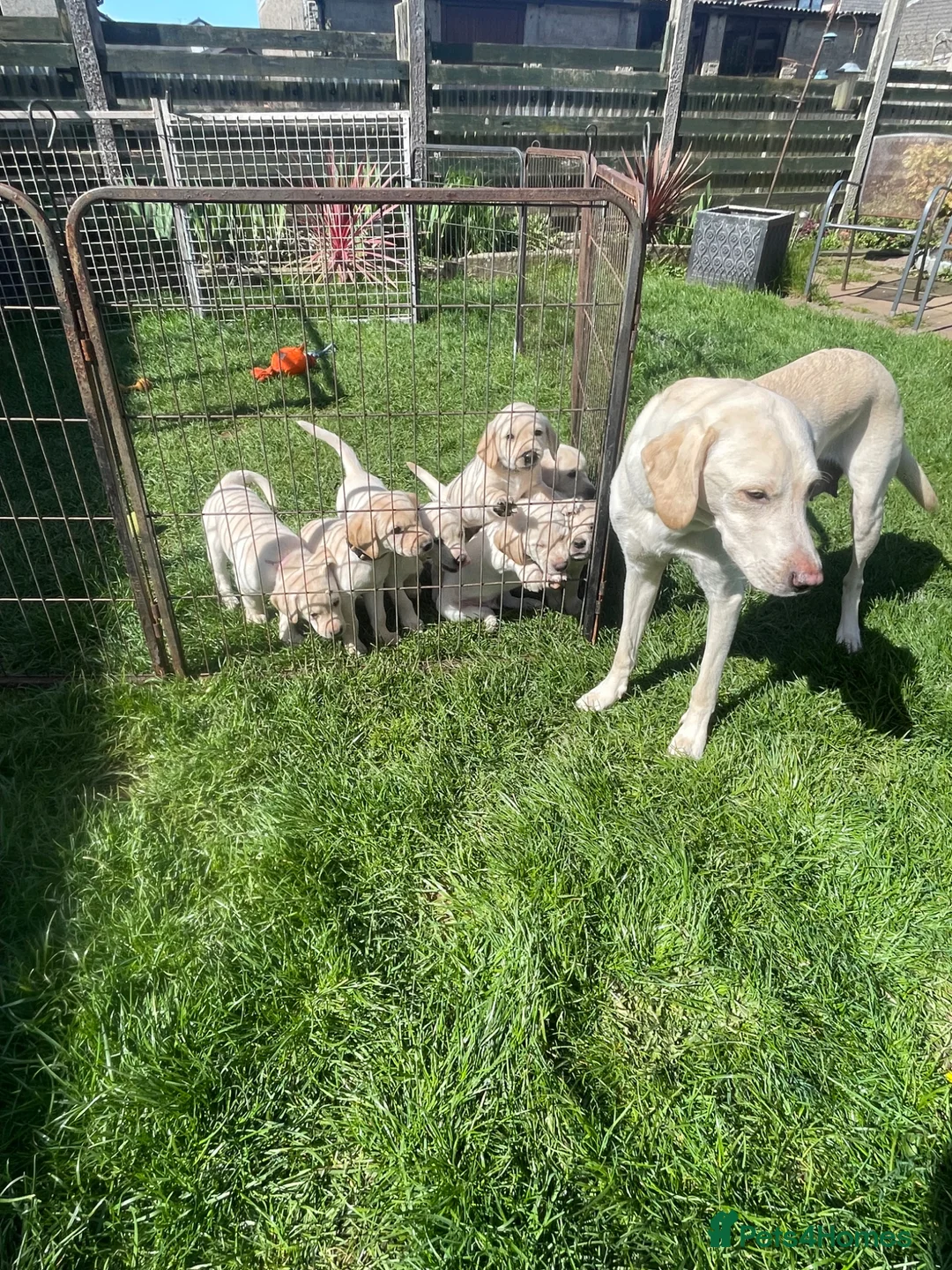 Labrador Retriever dogs for sale: 3 Yellow boys   - Advert 2