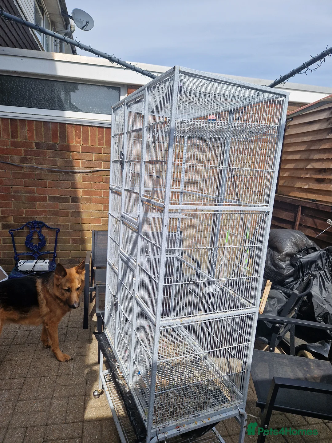 Mixed Breed birds for sale: Cages only - Advert 1