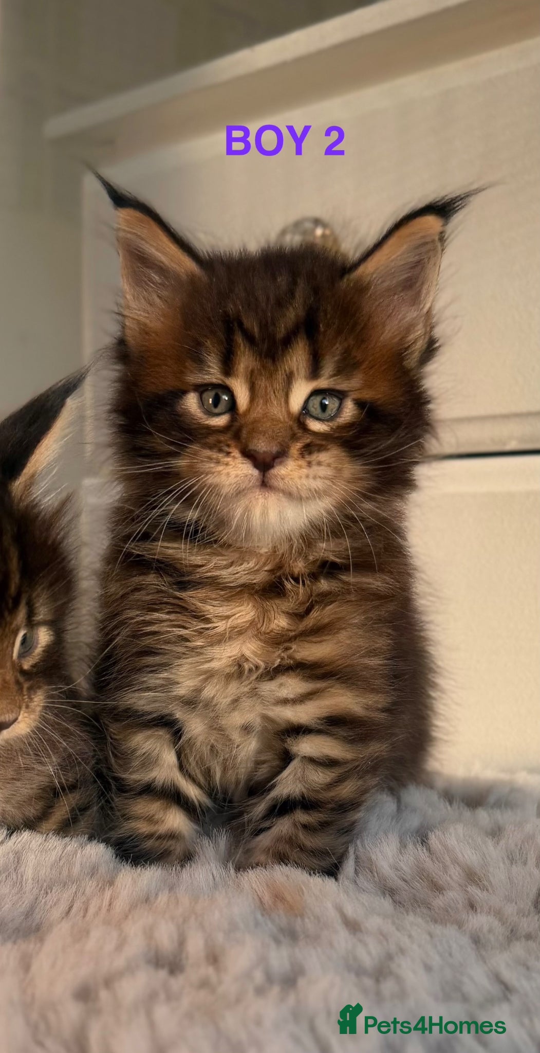 Maine Coon cats CHAMPION LINE MAINE COON KITTENS  - Advert 14