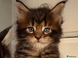 Maine Coon cats CHAMPION LINE MAINE COON KITTENS - Advert 6