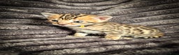 Bengal cats for sale: TICA Champion 2 boys available for reservation! - Advert 9
