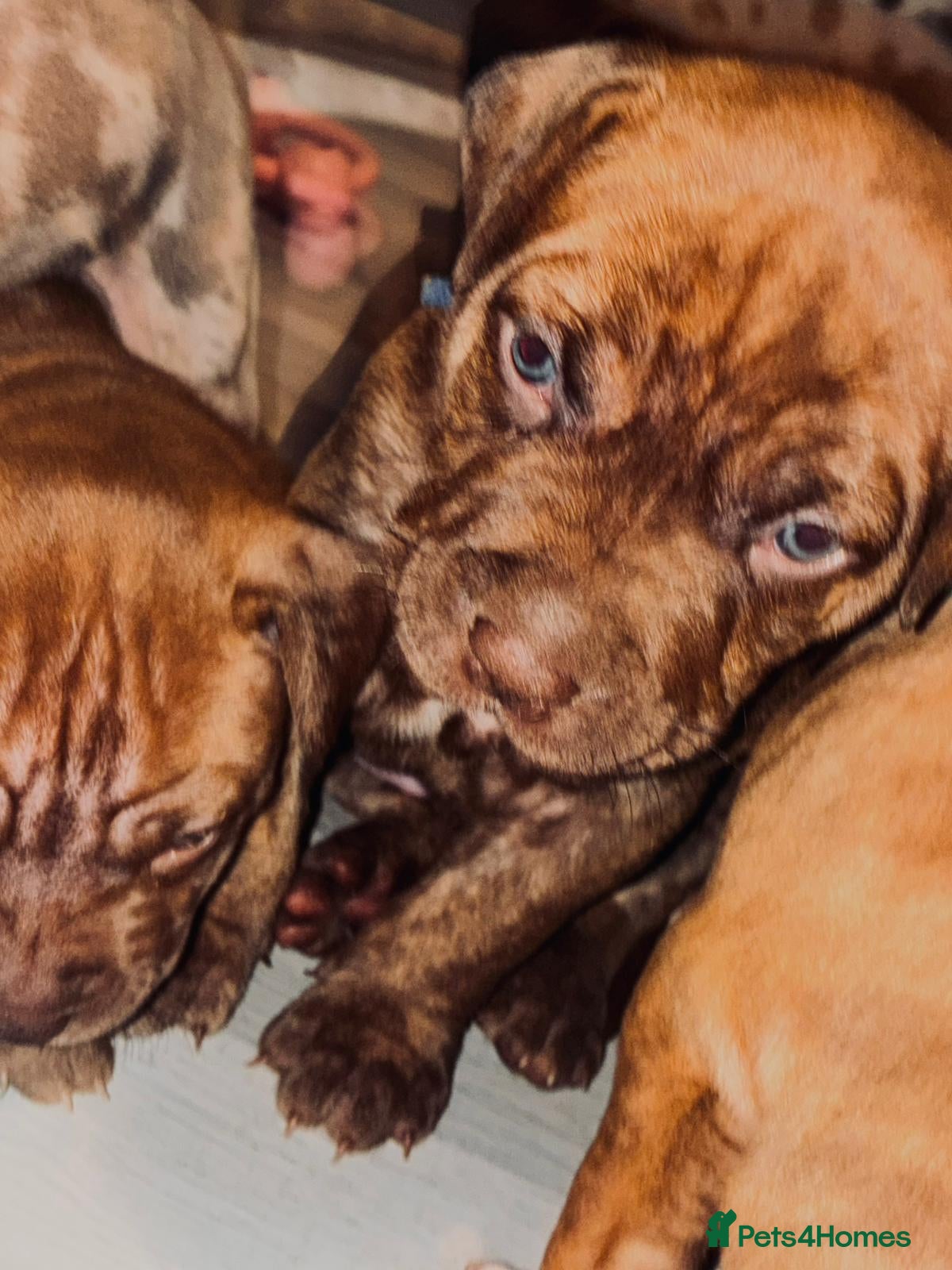 Mixed Breed dogs Presa canerio cross american bulldog cross - Advert 2