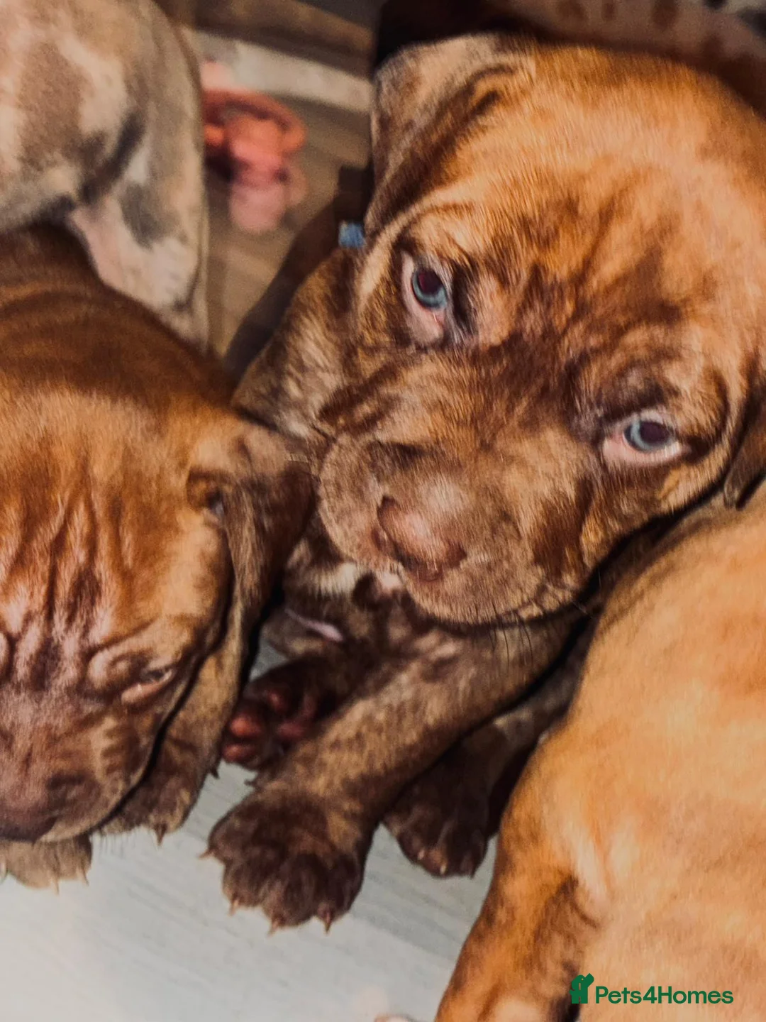 Mixed Breed dogs for sale: Presa canerio cross american bulldog cross - Advert 4