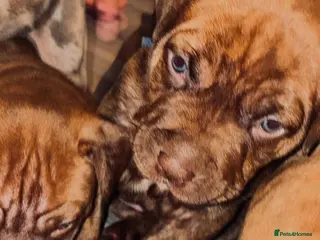 Mixed Breed dogs Presa canerio cross american bulldog cross - Advert 2