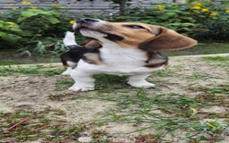 Beagle dogs for adoption: 💙🐶 ELVIS 🐶💙 - Image 22