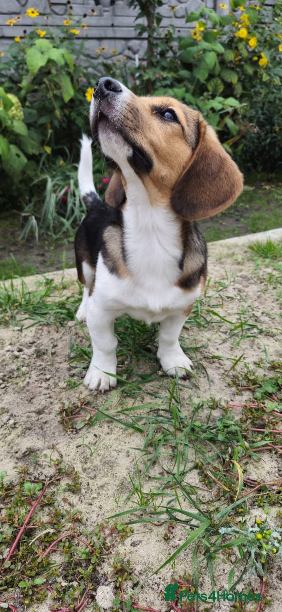 Beagle dogs for adoption: 💙🐶 ELVIS 🐶💙 - Image 22