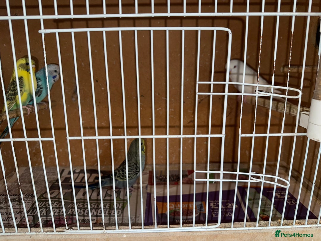 Cockatiels birds for sale: Baby budgies  - Advert 1