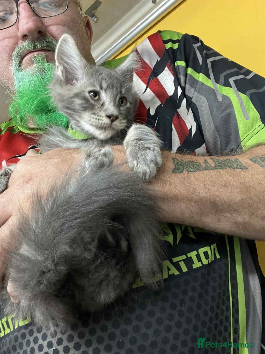 Maine Coon cats for sale: Maine coon kittens ready now boys  - Image 4