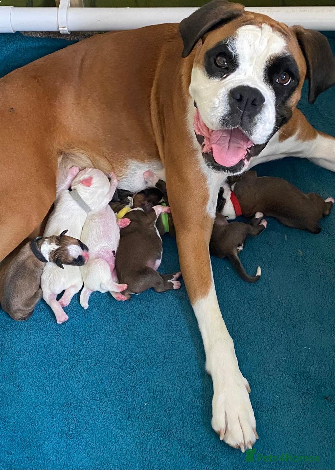 Boxer dogs for sale: Boxer puppies kennel club reg 5 star licence  - Image 29