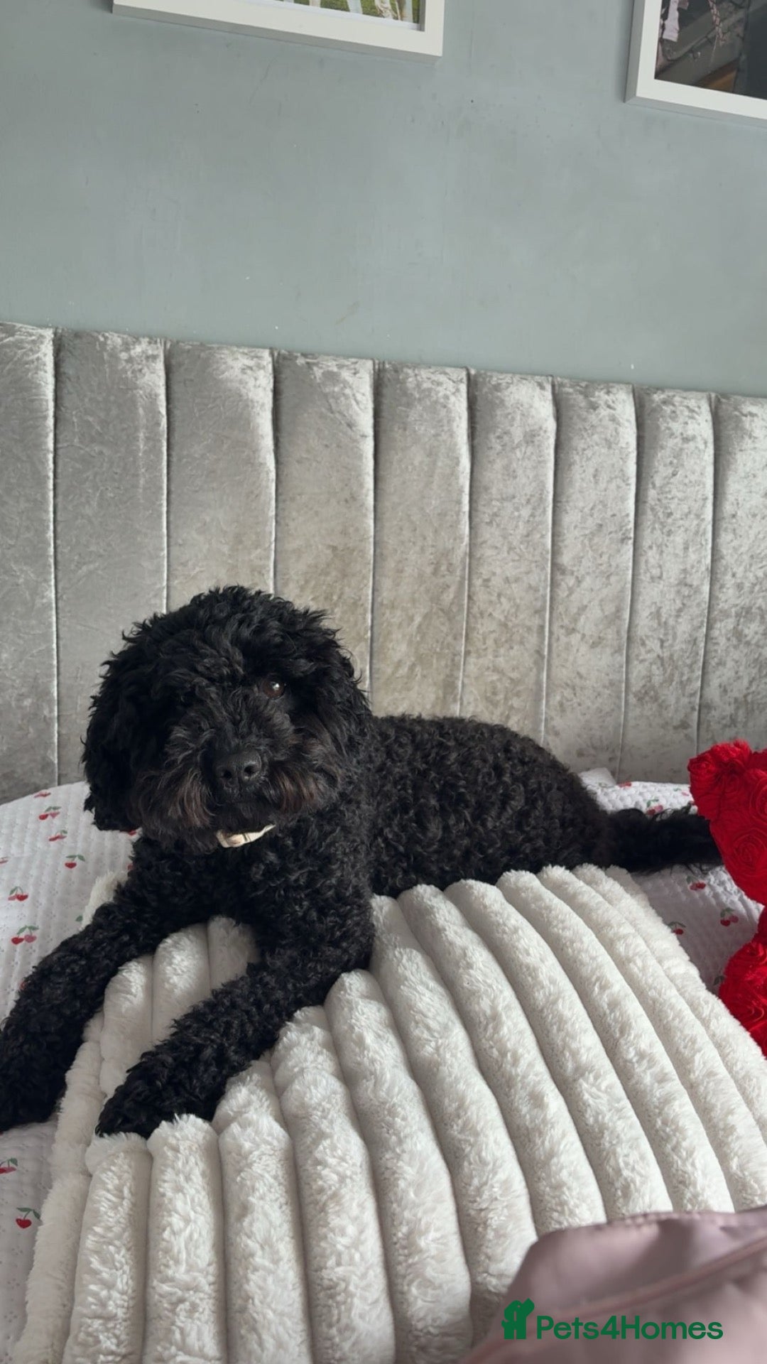 Cockapoo dogs F2B cockapoos for sale🐾 - Advert 2