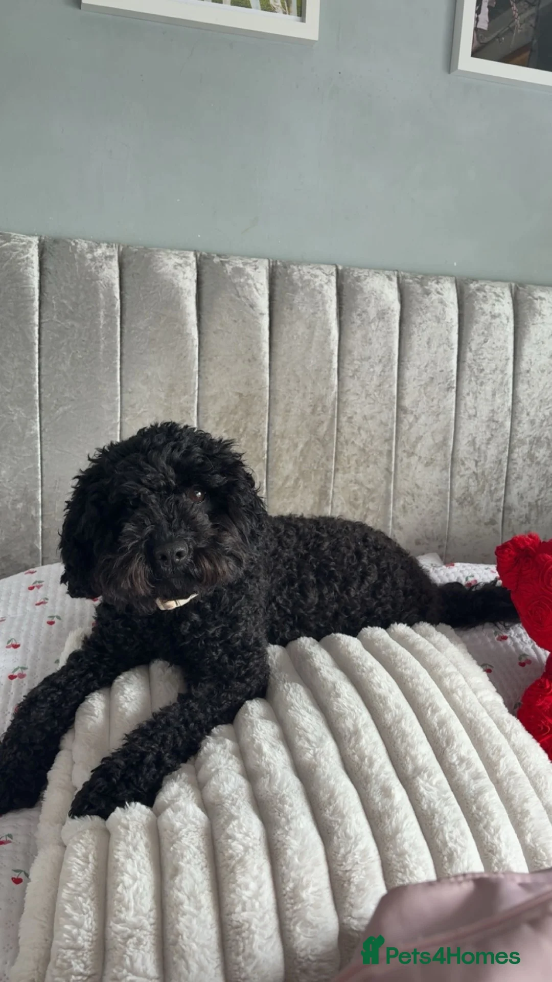 Cockapoo dogs for sale: F2B cockapoos for sale🐾 in Evesham - Advert 1