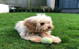 Cavachon dogs for sale: Golden Cavapoochon girl - Image 5