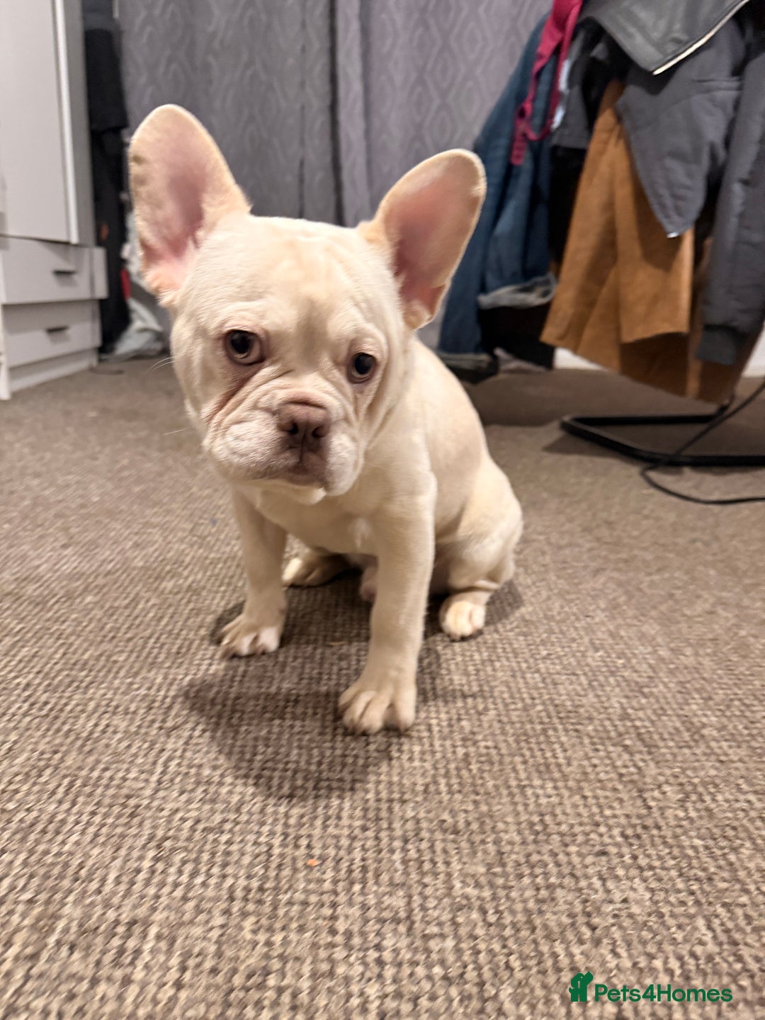 French Bulldog dogs for sale: Pablo  - Advert 5