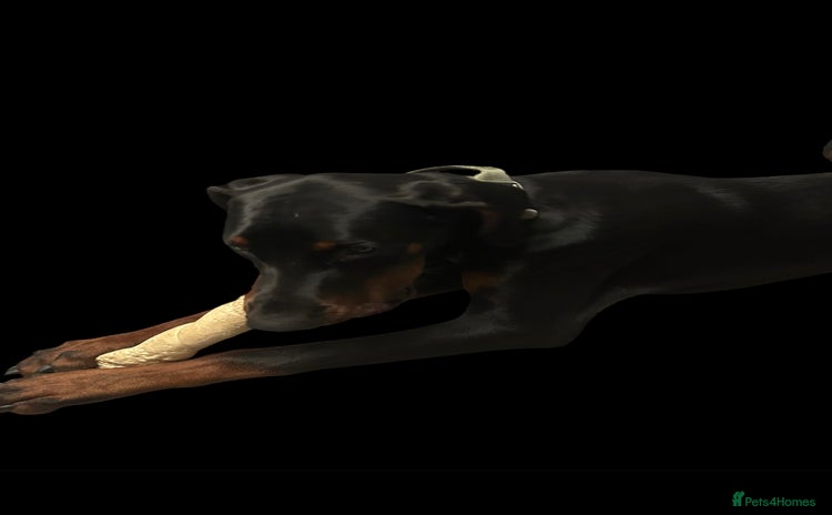 Dobermann dogs - Advert 1