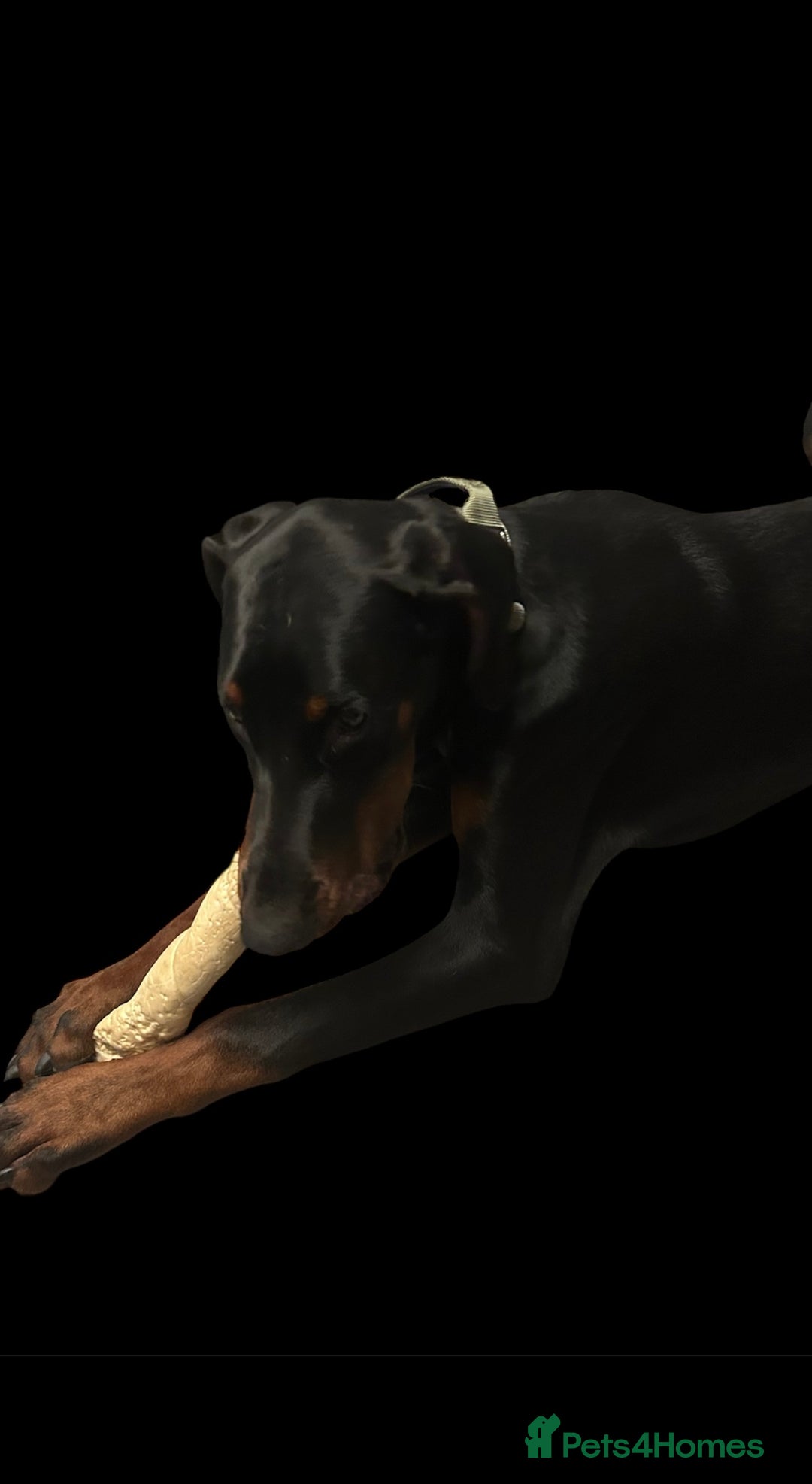 Dobermann dogs for sale: Stunning Male Dobermann 8 months old  - Image 1