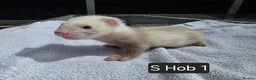 Ferret rodents for sale: Full, Semi & Half Angora Kits - Advert 7
