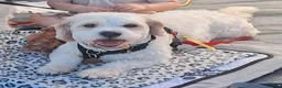 Cavachon dogs for sale: Flash NO CHILDREN - Advert 12