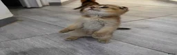 Scottish Fold cats for sale: Gorgeous Golden & Blue Scottish Fold Kittens - Advert 8