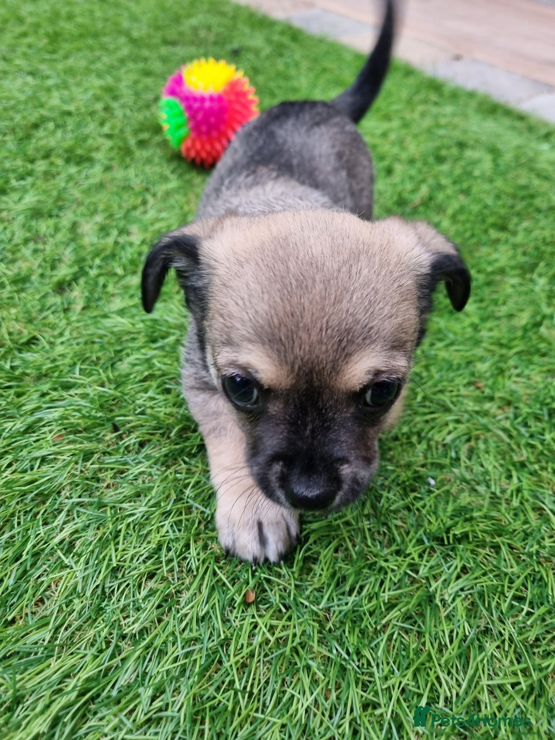 Chihuahua dogs for sale: 5 chihuahua  - Image 6
