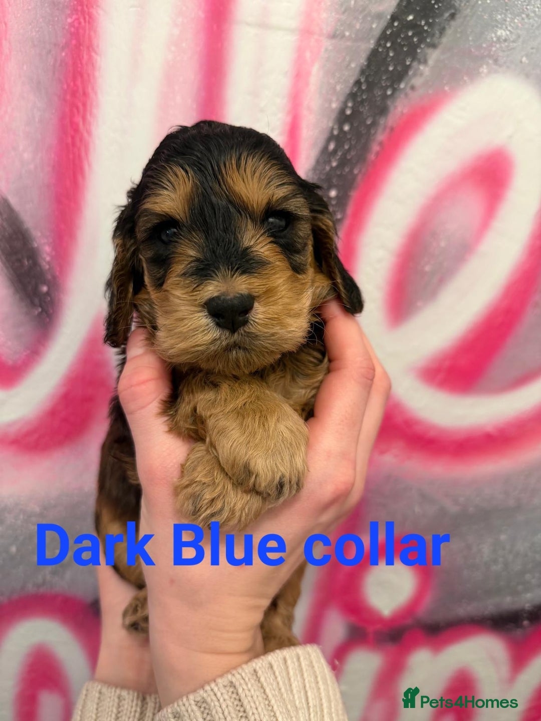 Cockapoo dogs for sale: *STUNNING F1 COCKAPOO PUPPIES* - Advert 9