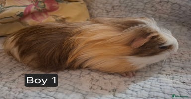 Guinea Pig rodents - Advert 2
