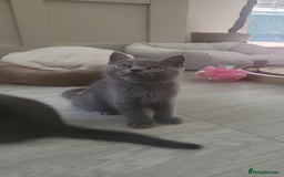 British Shorthair cats for sale: Two Blue British Short Hair Kittens  - Image 11