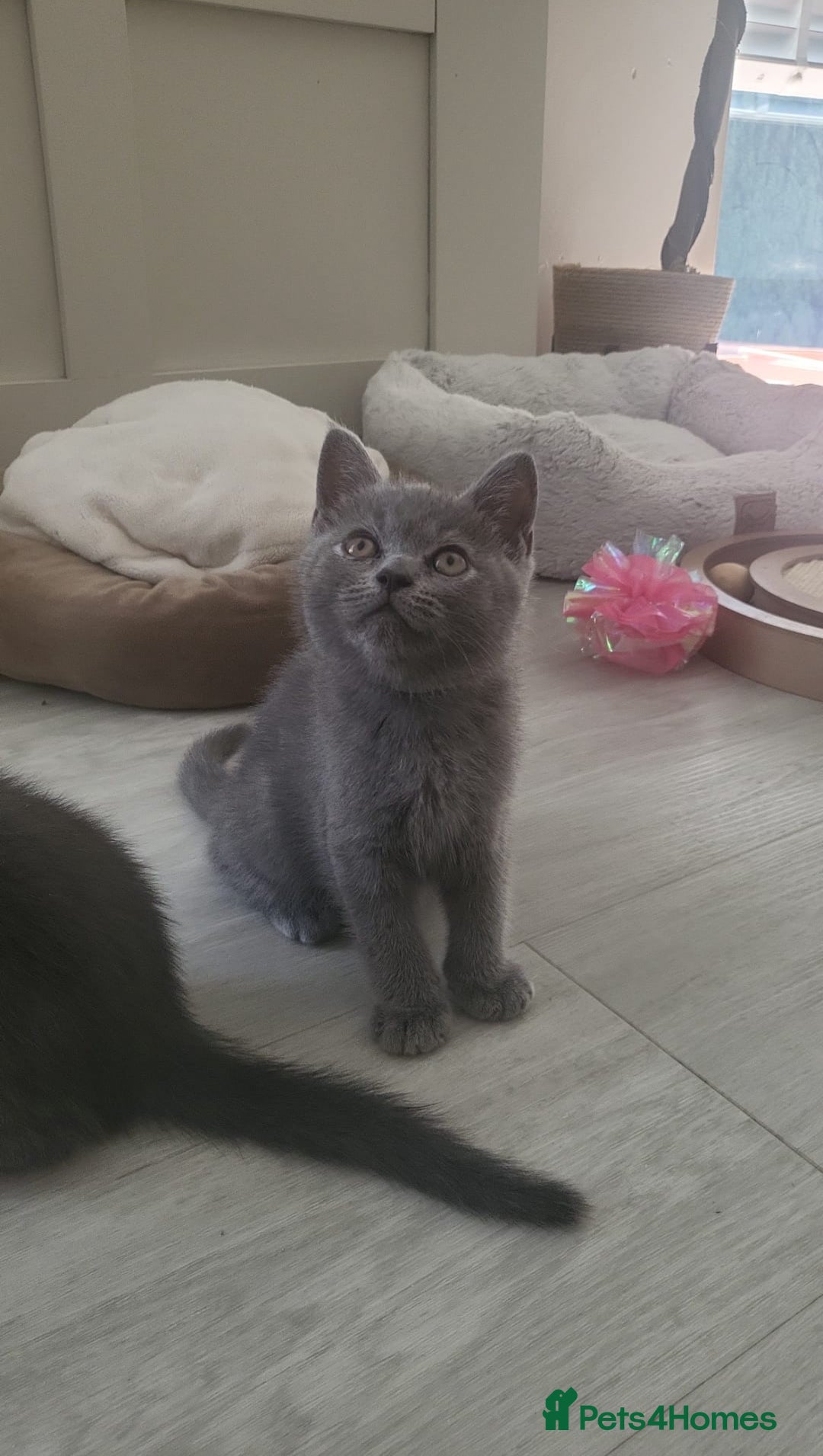 British Shorthair cats for sale: Two Blue British Short Hair Kittens  - Image 11