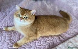 British Shorthair cats for sale: Champion lines for adoption  - Image 16