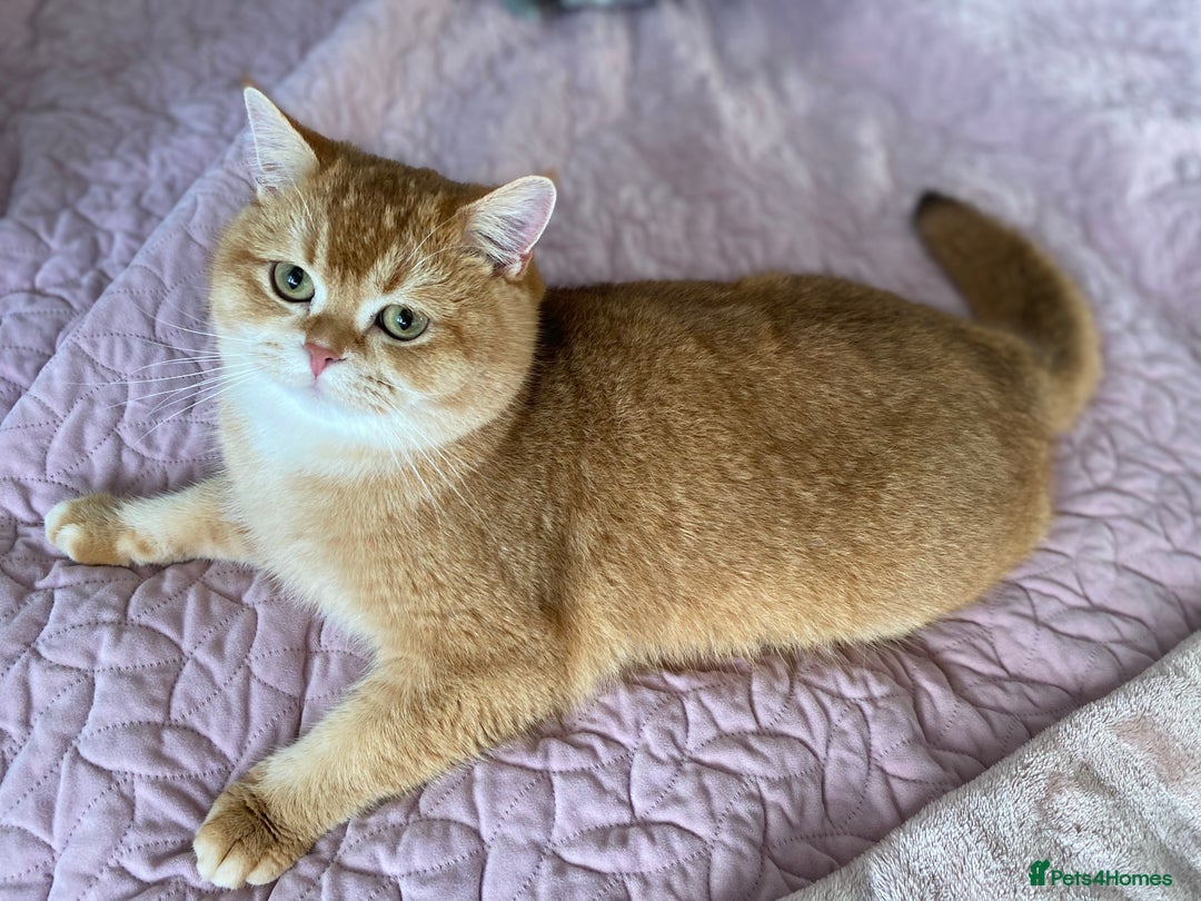 British Shorthair cats for sale: Champion lines for adoption  - Image 16