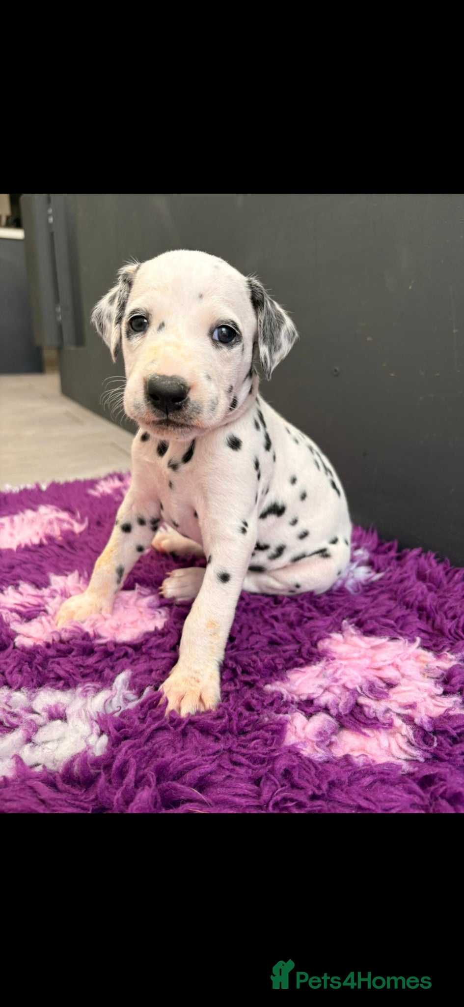 Dalmatian dogs Stunning Pure Dalmation Puppies  - Advert 1