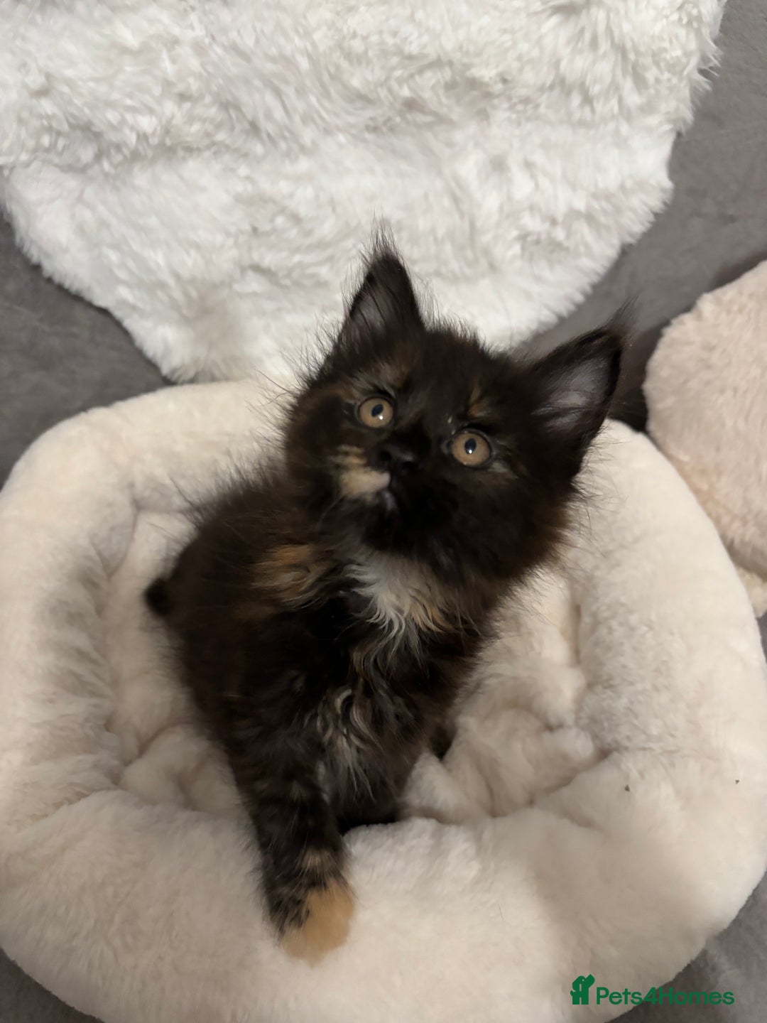 Maine Coon cats for sale: Perigee Maine Coon Kittens  - Advert 6
