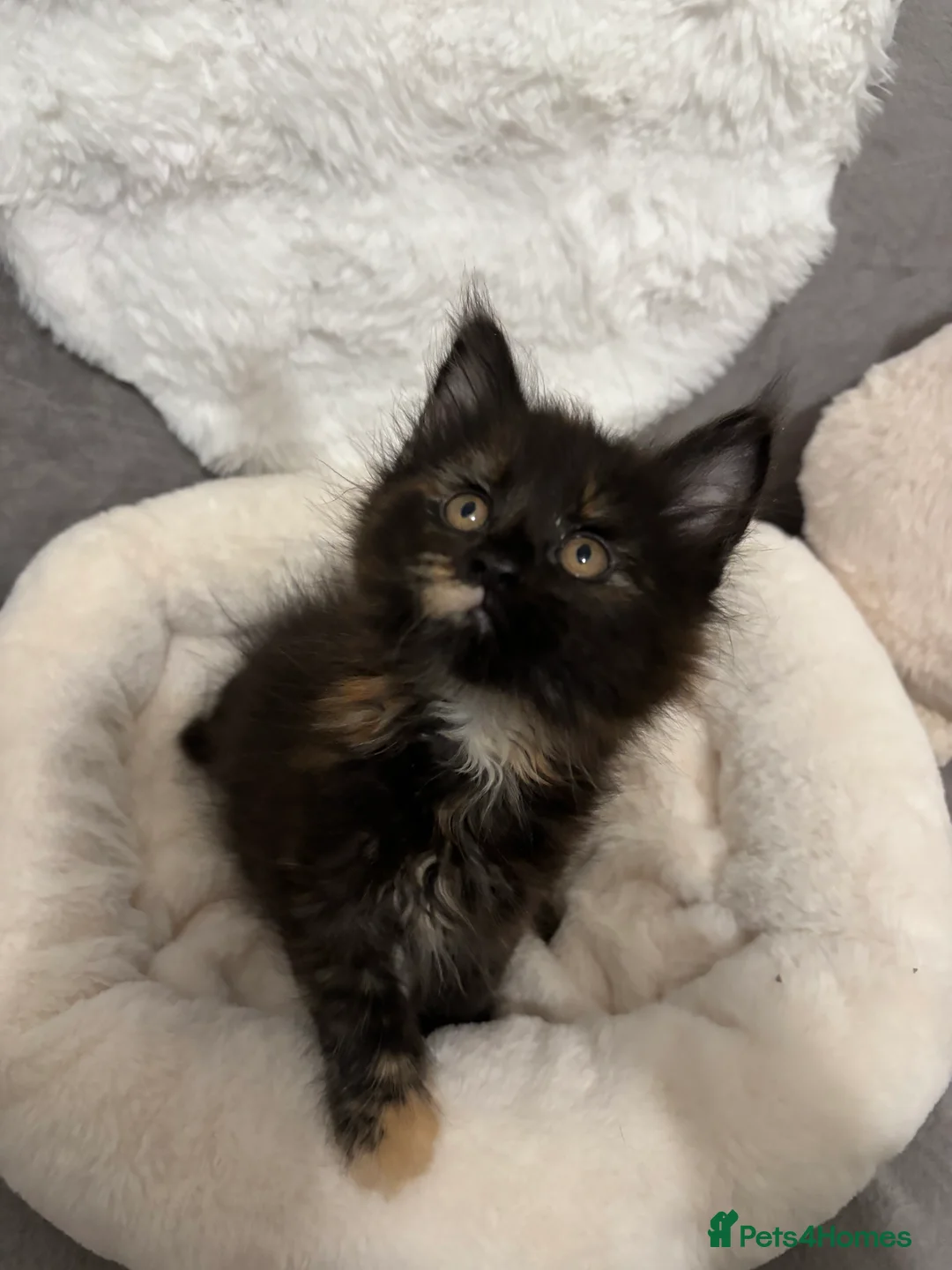 Maine Coon cats for sale: LAST ONE Perigee Maine Coon Kittens  - Advert 6