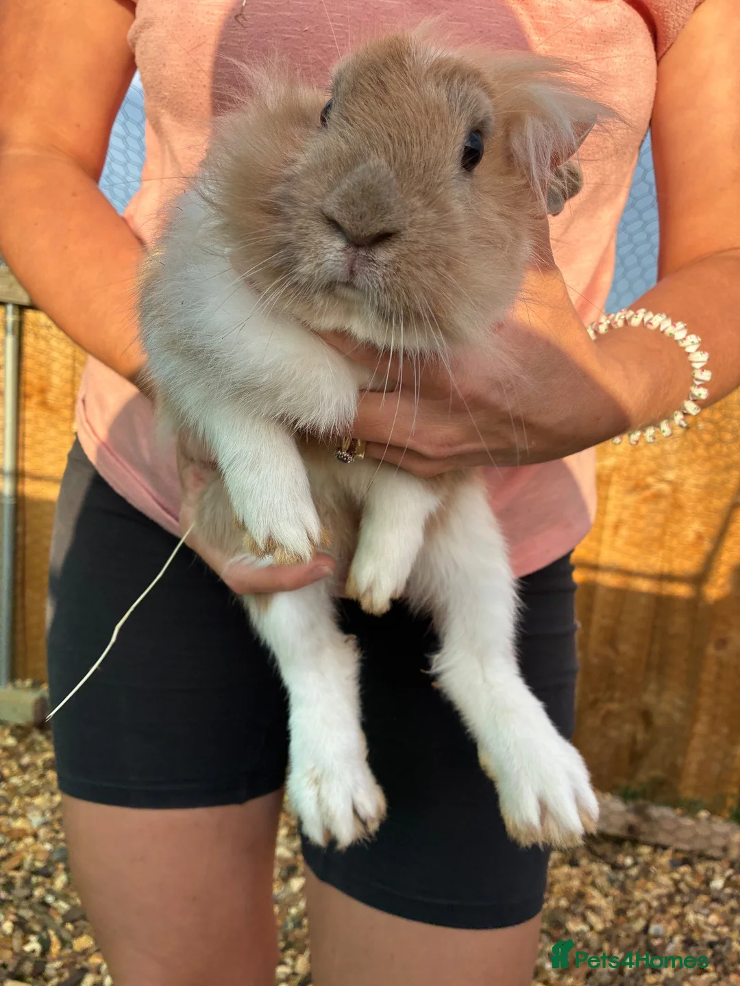 Lionhead rabbits for sale: Orange boy grey/white girl - Advert 1