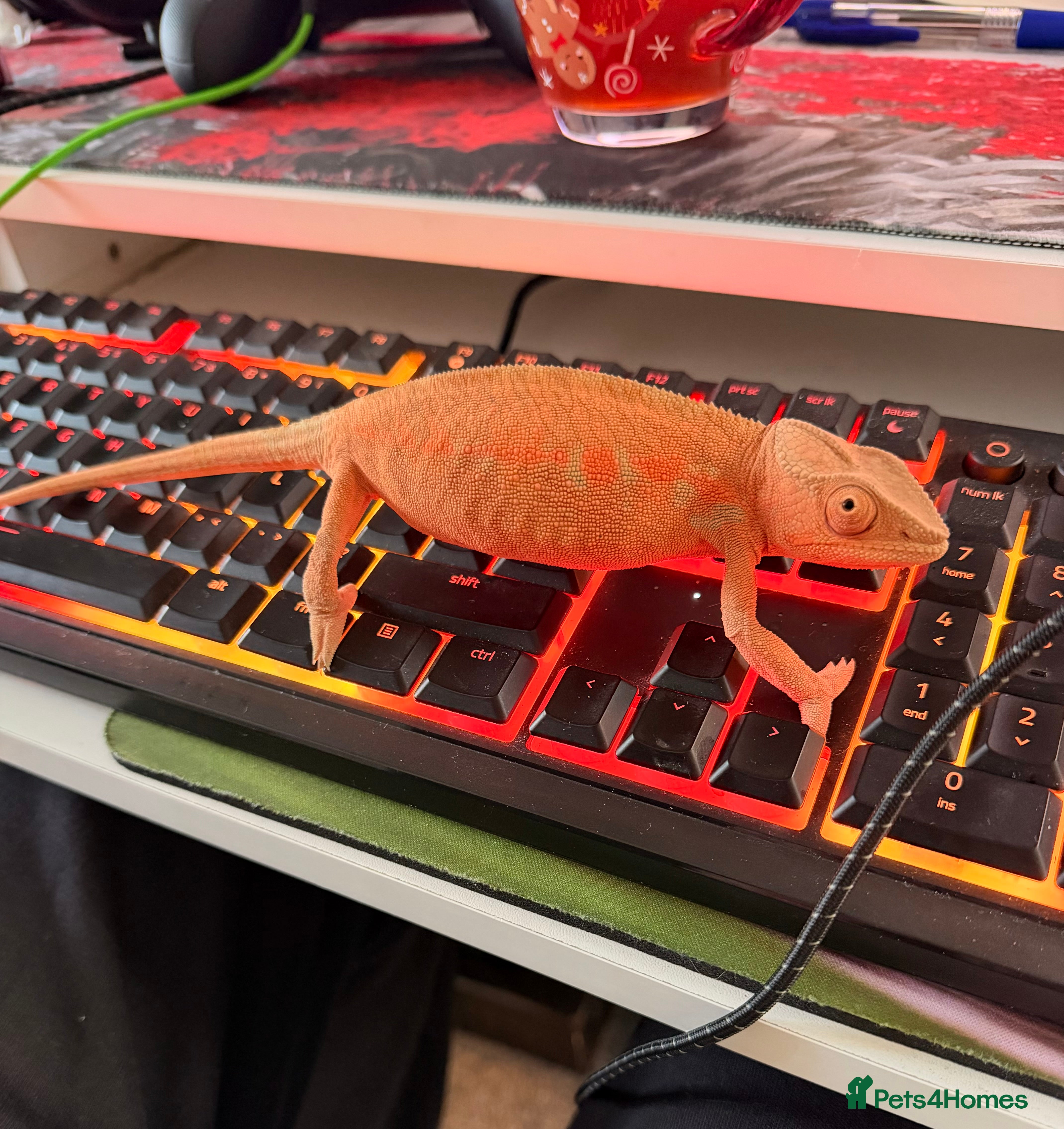 Chameleon reptiles Female panther chameleon - Advert 4