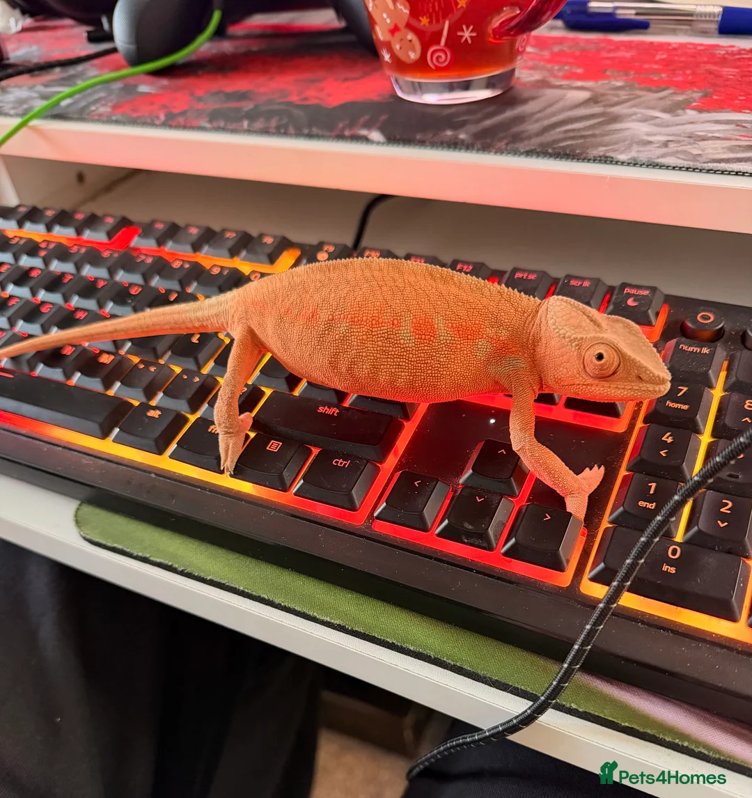 Chameleon reptiles for sale: Female panther chameleon - Advert 1