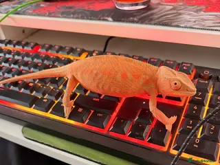 Chameleon reptiles Female panther chameleon - Advert 6