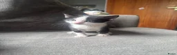 Mixed Breed cats for sale: Male kitten ready now - Advert 9