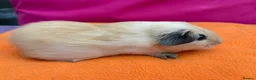 Guinea Pig rodents for sale: Californian & Himalayan - Boars & Sows - Advert 17