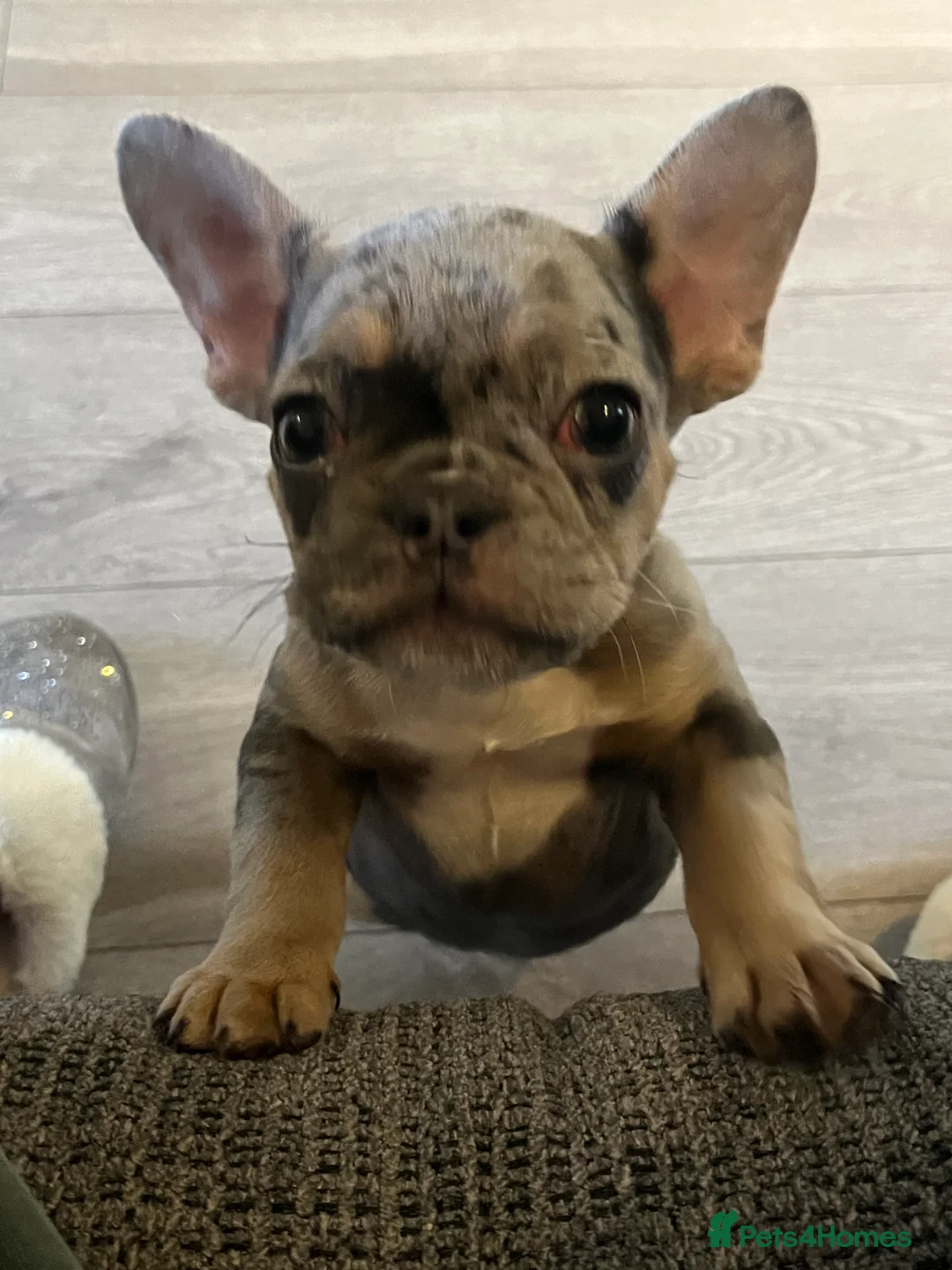 French Bulldog dogs for sale: Beautiful French bulldog pups ready to leave now - Advert 9