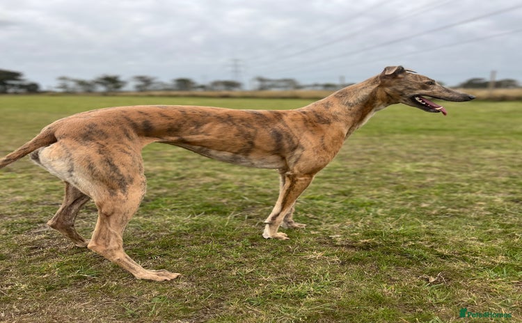 Greyhound dogs - Advert 6