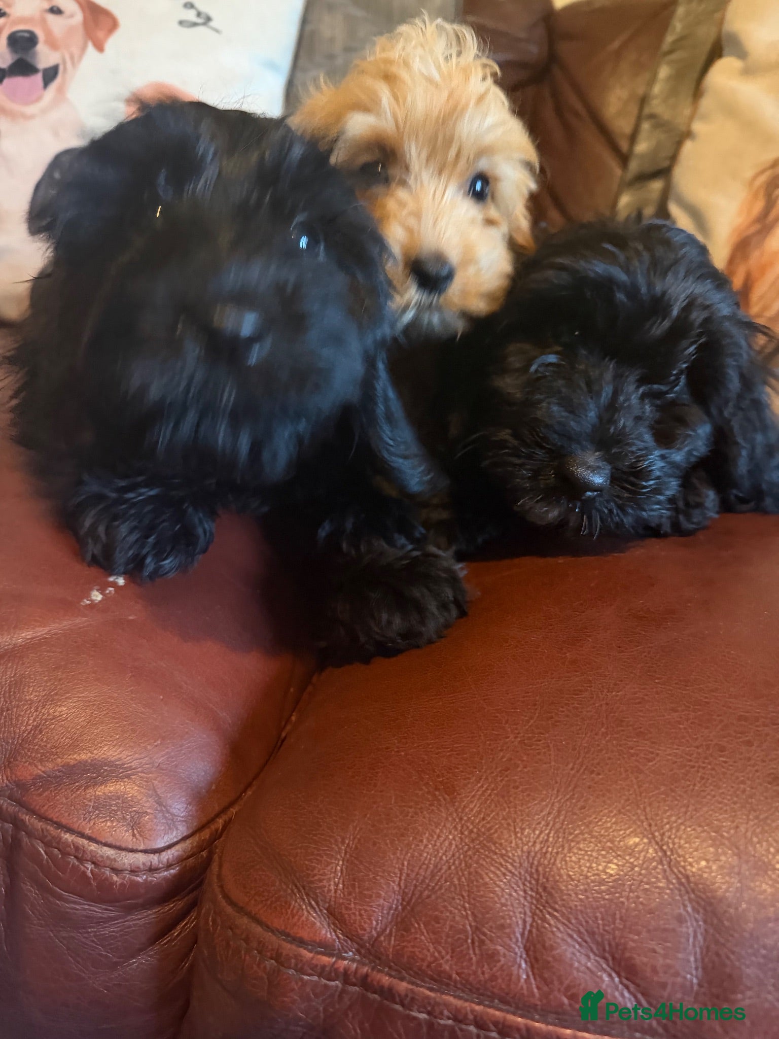 Cockapoo dogs REDUCED Ready to leave! Stunning cockapoo puppies  - Advert 2