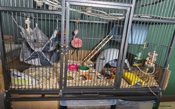 Rat rodents for sale: 4 gorgeous rats for adoption  - Advert 18