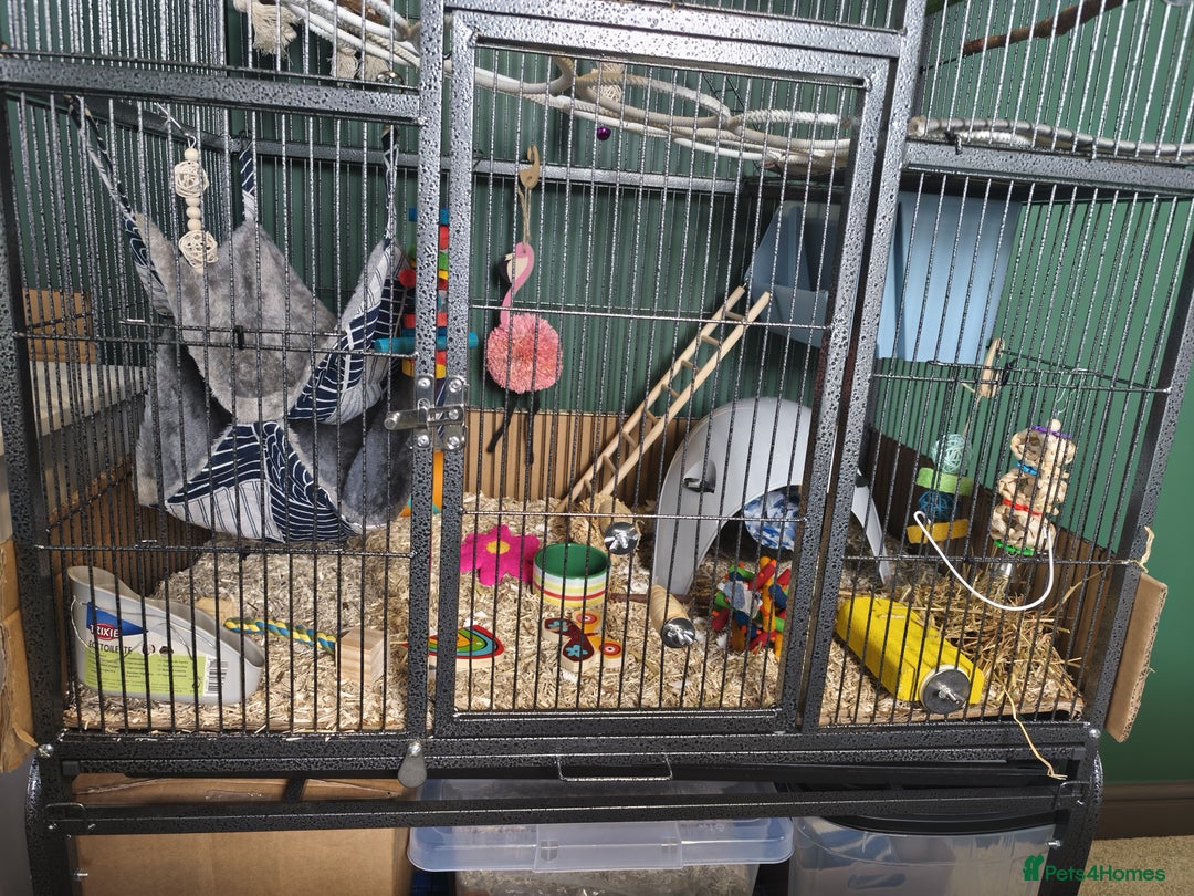 Rat rodents for sale: 4 gorgeous rats for adoption  - Advert 18